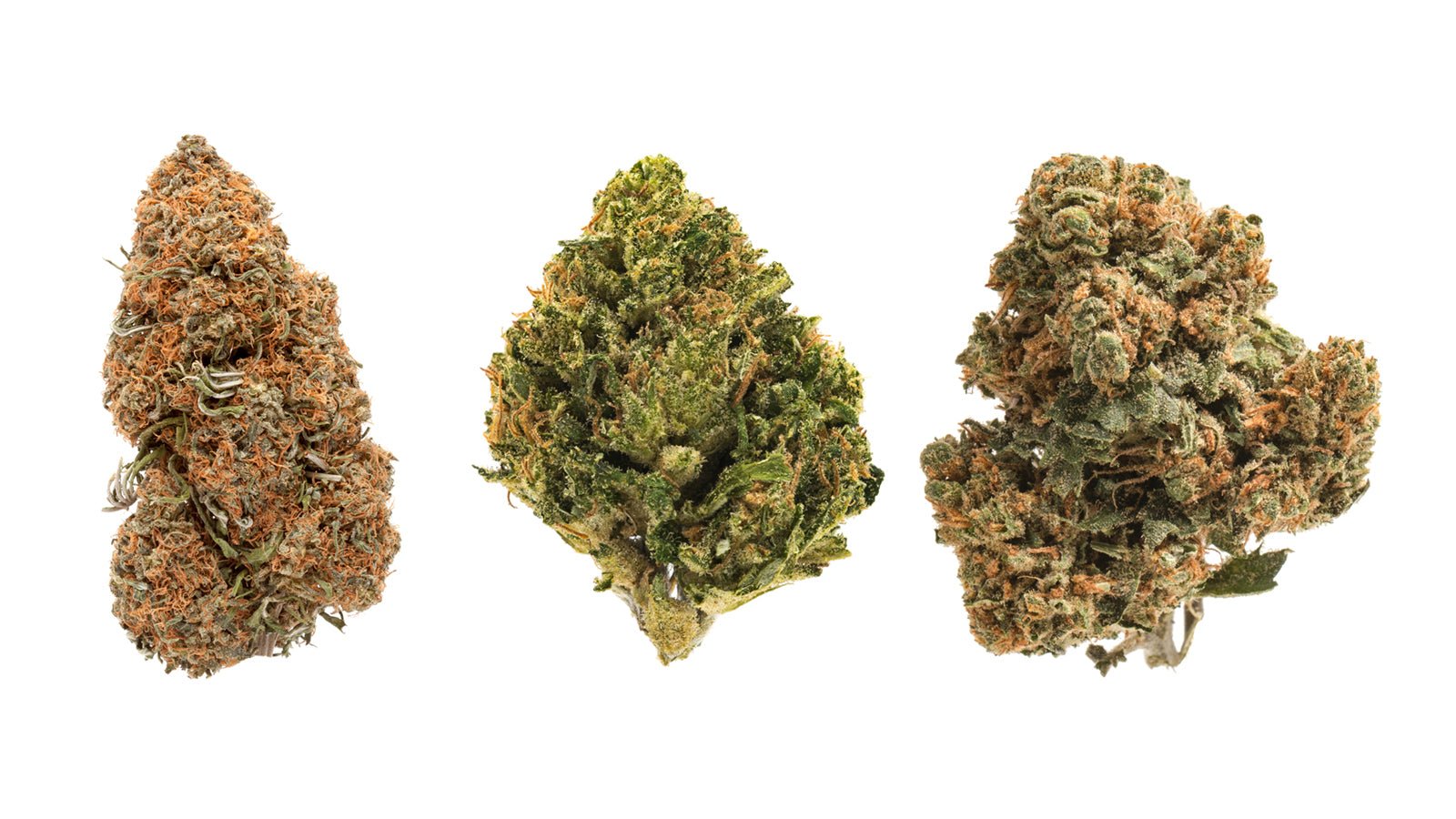 The Best CBD Strains for Chronic Pain - JOLLY