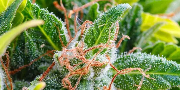 Benefits of Cannabis - JOLLY