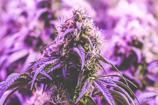 Benefits of Marijuana for Medical Use? - JOLLY